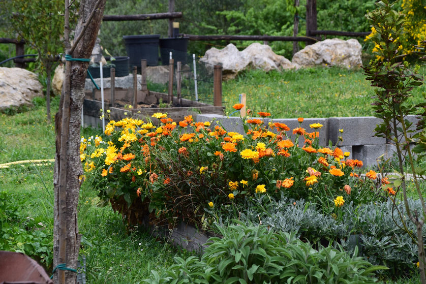 Flowers and quite a bit of greenery in the garden.