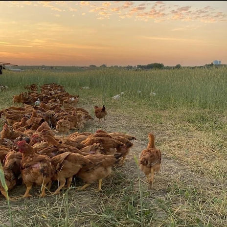 image_6483441 (8).JPG