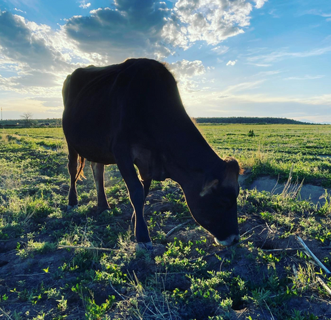 Screenshot 2023-04-23 at 4.08.53 PM.png