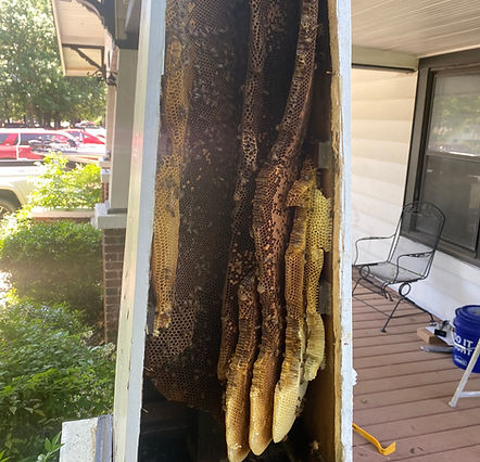 Large established beehive removal from a front porch support beam at a home in Sherman, TX