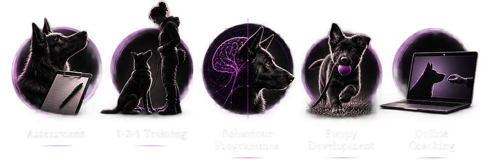 Five-step dog training process showing Get in Touch, Assessment, Personalised Plan, Training Journey and Ongoing Support with