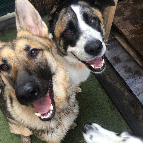 Dog Training in Burnley