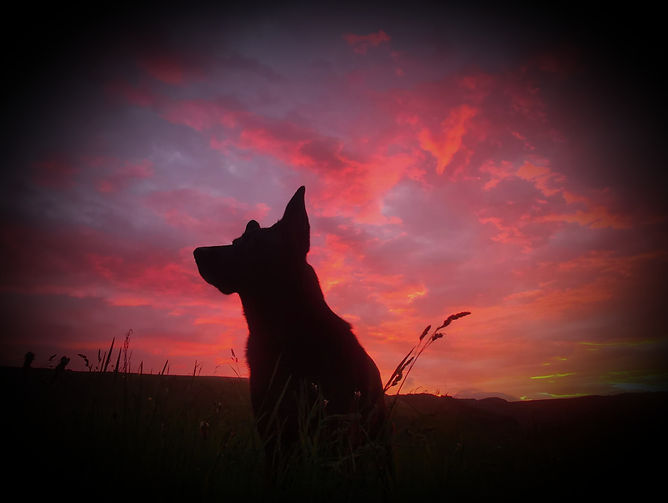 Dog’s Perspective homepage featuring a dog silhouetted against a sunset, promoting practical dog training and behaviour suppo