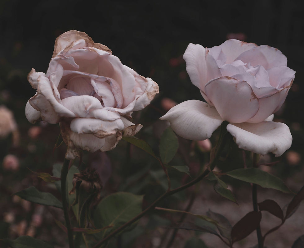 Drama and transcendence