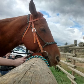 Riding Lessons at the R4L RANCH!