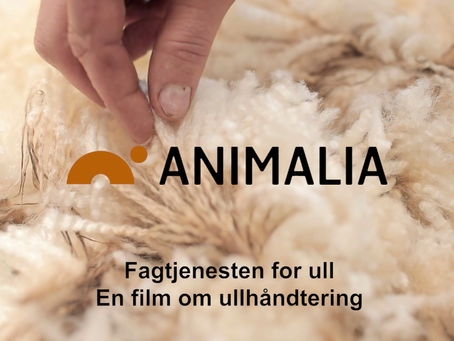 Fjerde og siste film om ull for Animalia