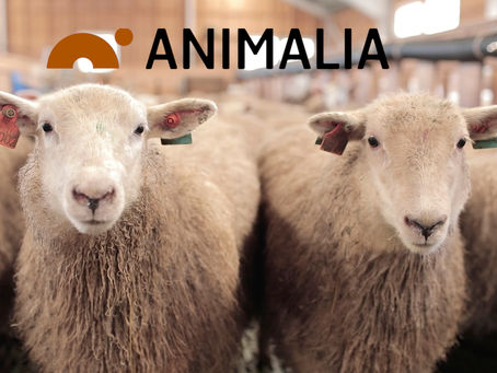 Film om saueklipping for Animalia