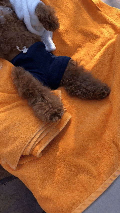 DogChill.gif