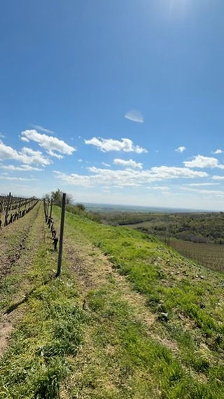 Picture of a hillside full of grapes vines