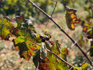 All Natural: Giulio Pagni of Giulio & Gaia Vinyataires, Penedès