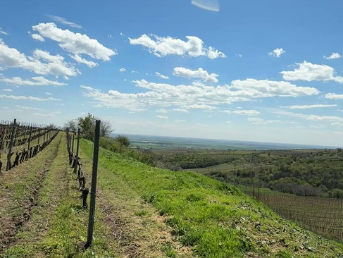 Video of field of grape vines