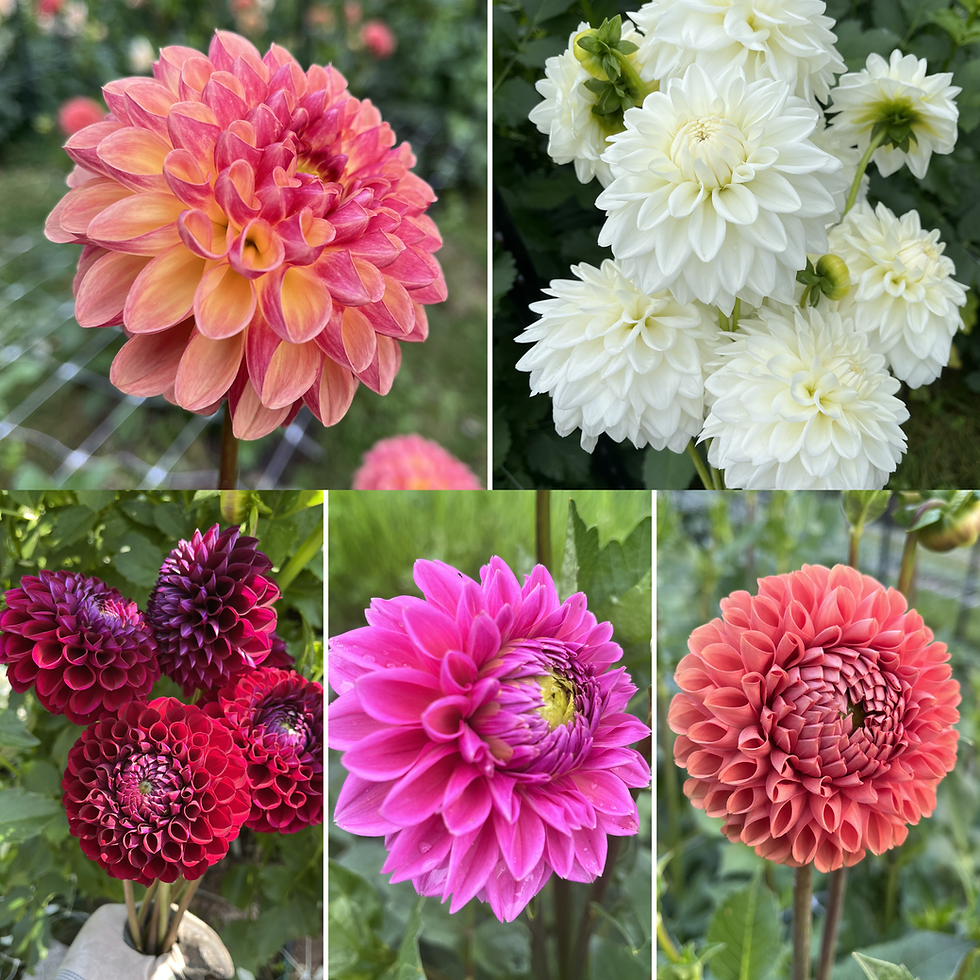 Thumbnail: Megan's Favorites (Tuber Bundle)