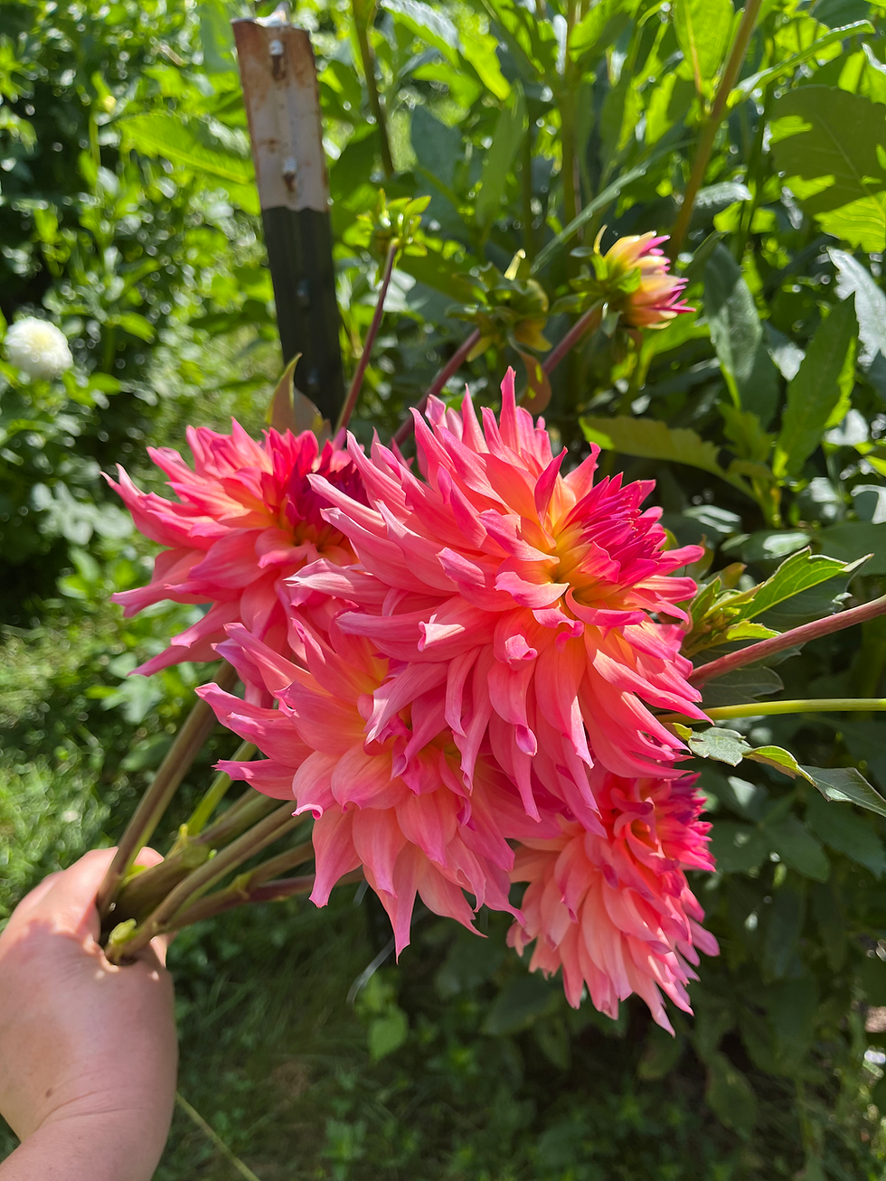 Thumbnail: Just Peachy Plant