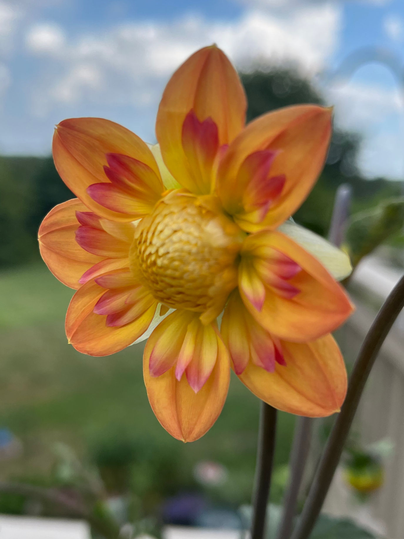 Kelsey Annie Joy Dahlia Tuber