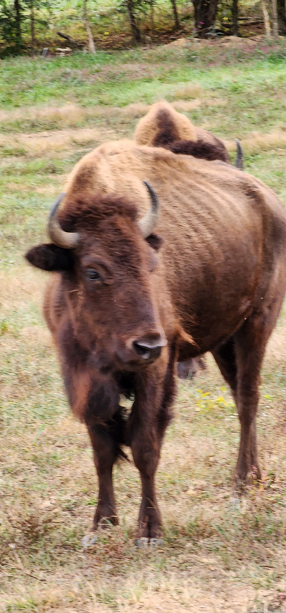 Buffalo Cow Stress