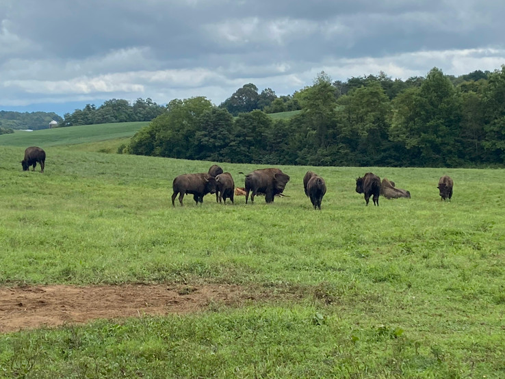 Buffalo Ridge Farm in the spring
