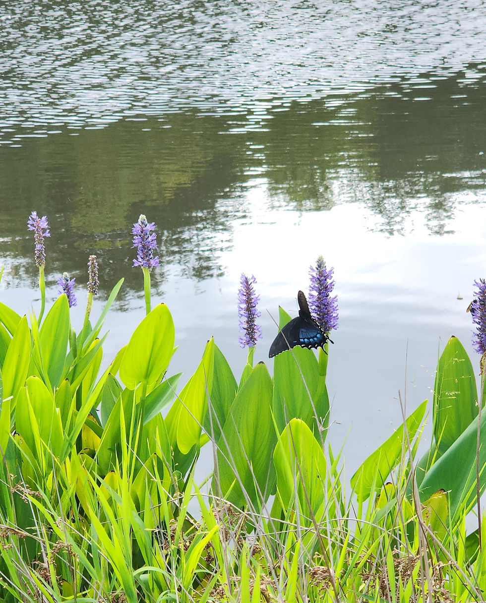 Buffalo Ridge Farm TN Pond life