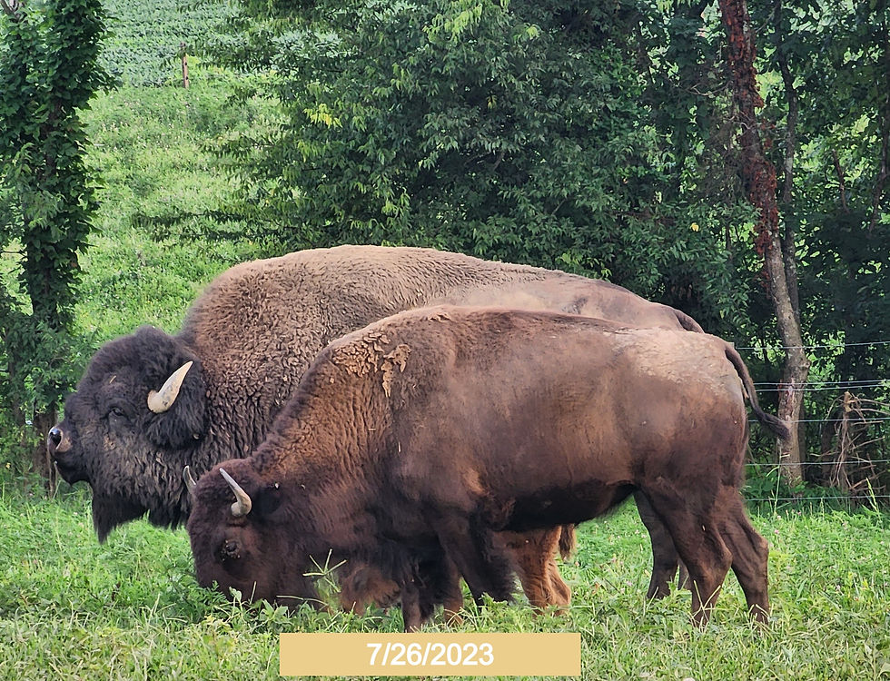 Buffalo Cow