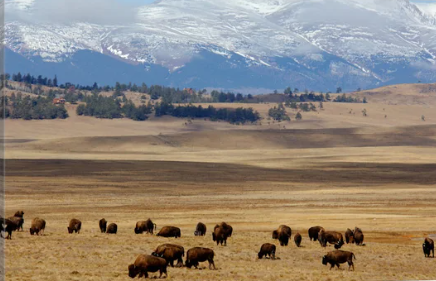 Herd on the Plaine Pike National Forest - Credit: Cindy Miller Hopkins
