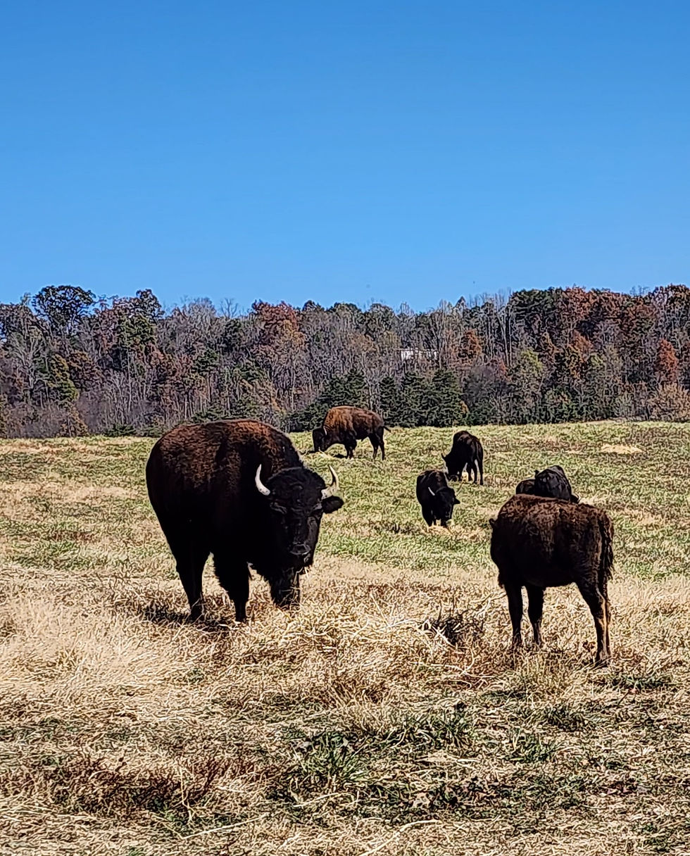 Bison orphan calf herd health