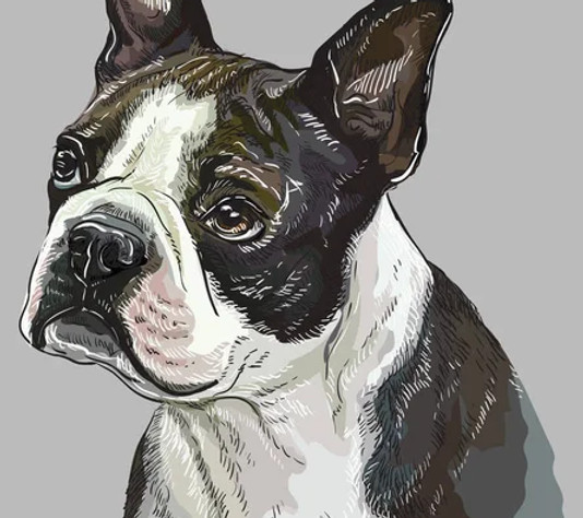 depositphotos_214264606-stock-illustration-boston-terrier-vector-hand-drawing.jpg