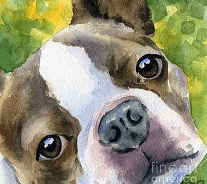 2-boston-terrier-david-rogers_edited.jpg