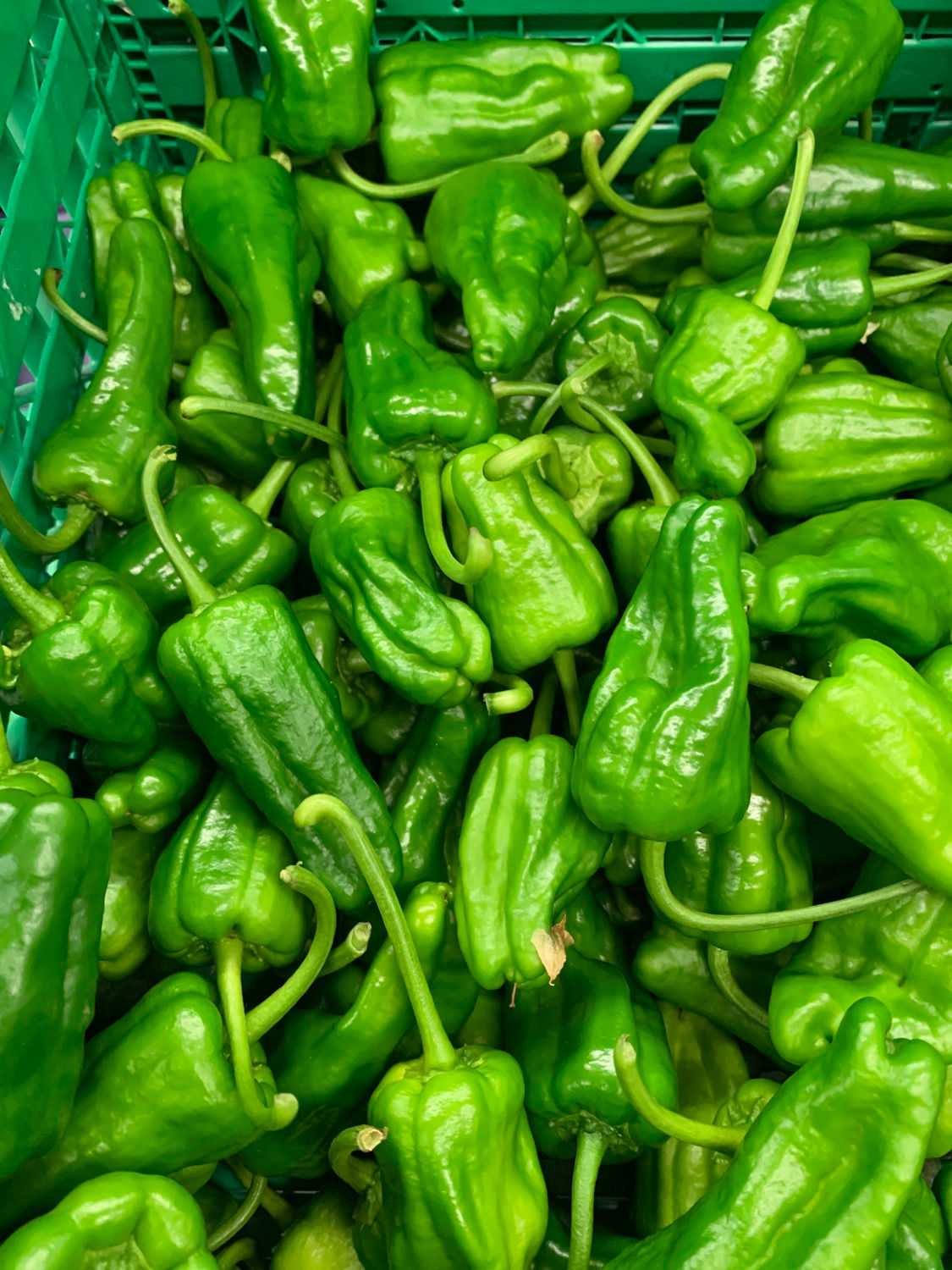 Pimientos de Padron