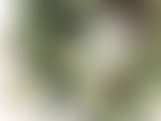 วัฒนธรรมพวงหรีด