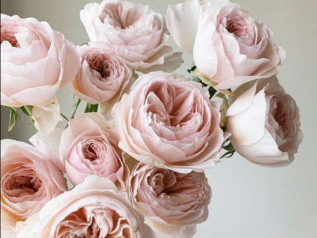 Flower of the Month : The Rose (1)