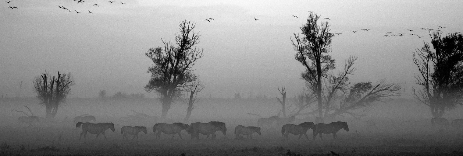 Landscape with Animals