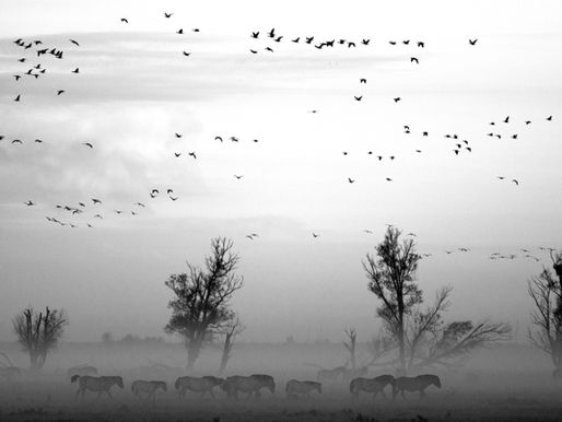 Transmutação da Dor em Verso