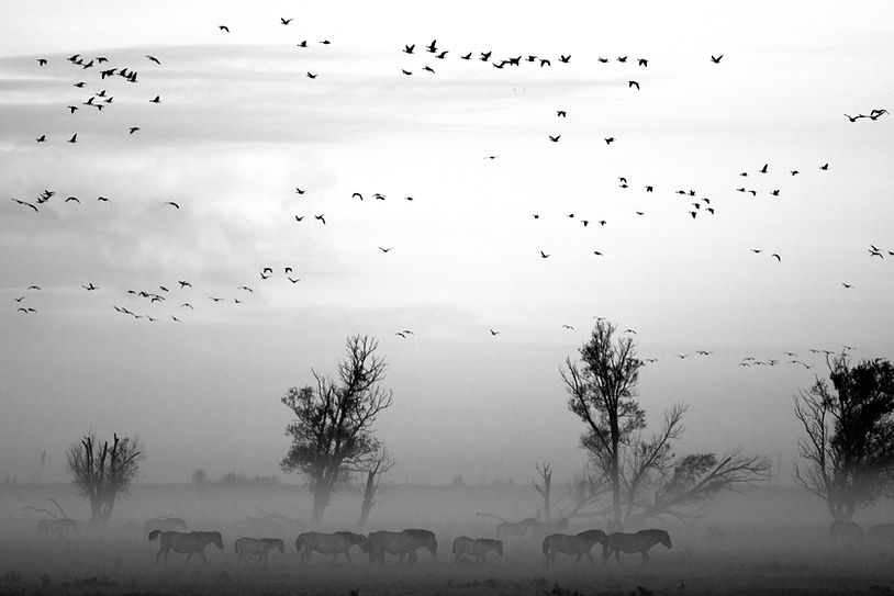 Paisaje con animales
