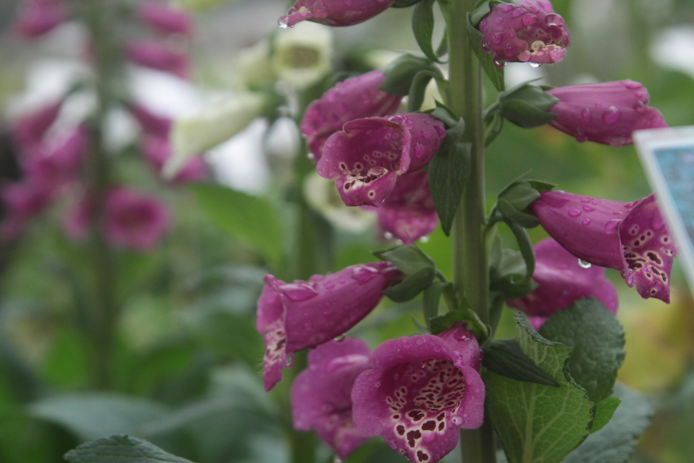 Purple Foxglove Close Up