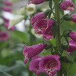 Purple Foxglove Close Up 