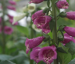 Purple Foxglove Close Up