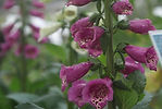 Garden Vocabulary