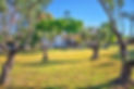Expansive 2,500sqm private green lawn and mature olive trees shading the exterior of a luxury holiday villa at the Grand Estate in Ierapetra, South Crete.