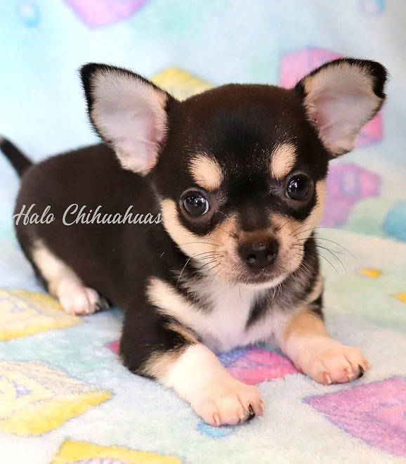 halo chihuahua