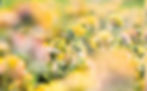Plantes naturelles