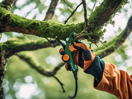 Expert Tree Pruning Tips for Healthy Trees in Reno