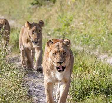 lions.png