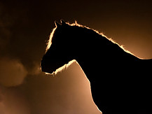 AdobeStock_405294134 (1).jpeg