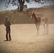 5 Role of Relationship-Based Horsemanship