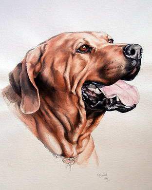 old ridgeback.jpg