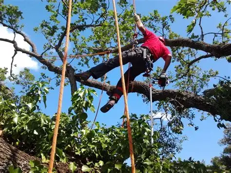 tree climber.webp