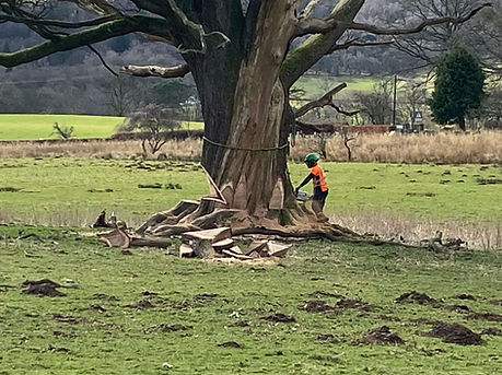 tree-care-glasgow.JPEG
