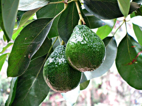 אך מה עושים כשהפרי לא ממש טעים ?