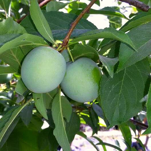 תמונה ממוזערת: עץ מנגו
