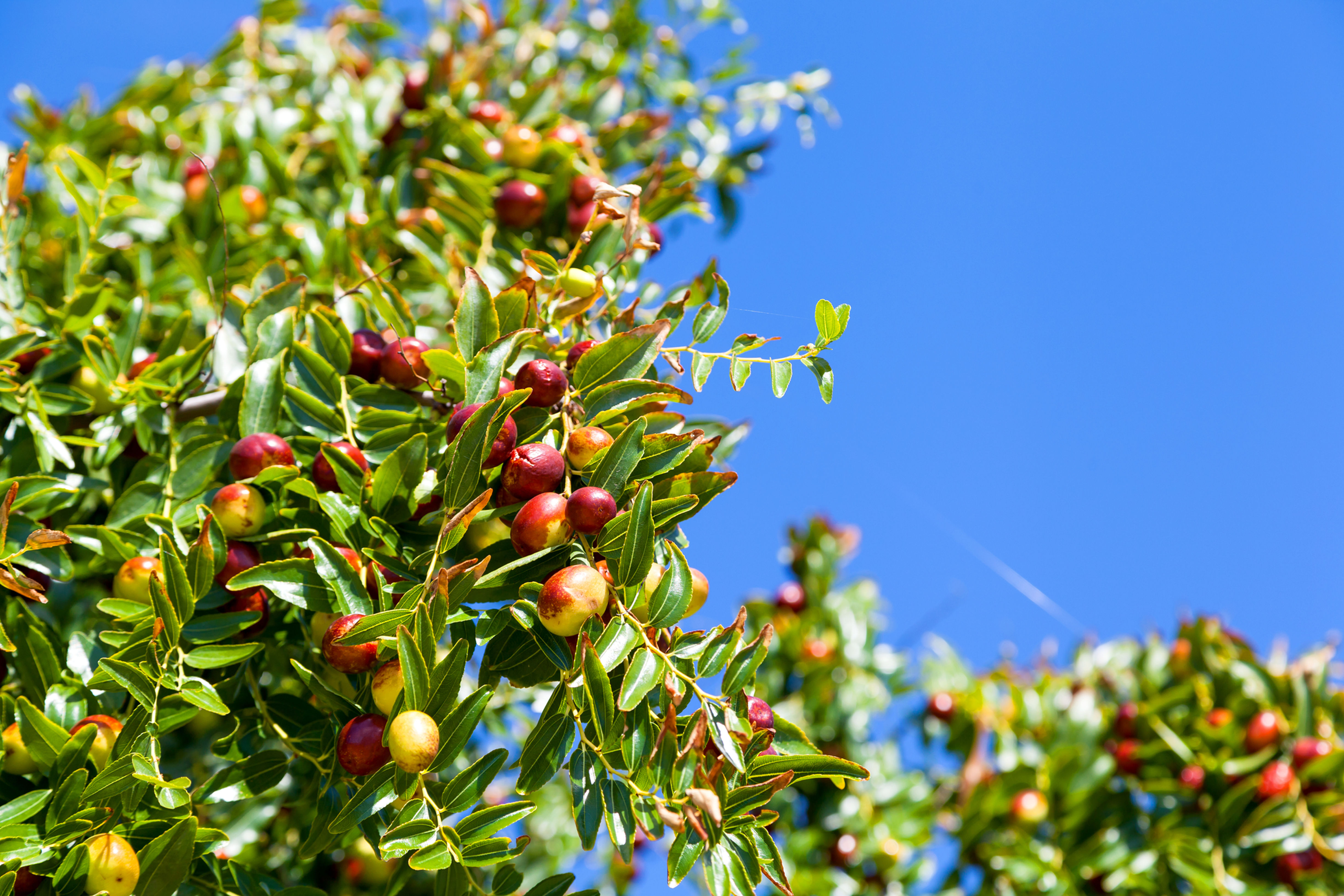 עץ שיזף סיני