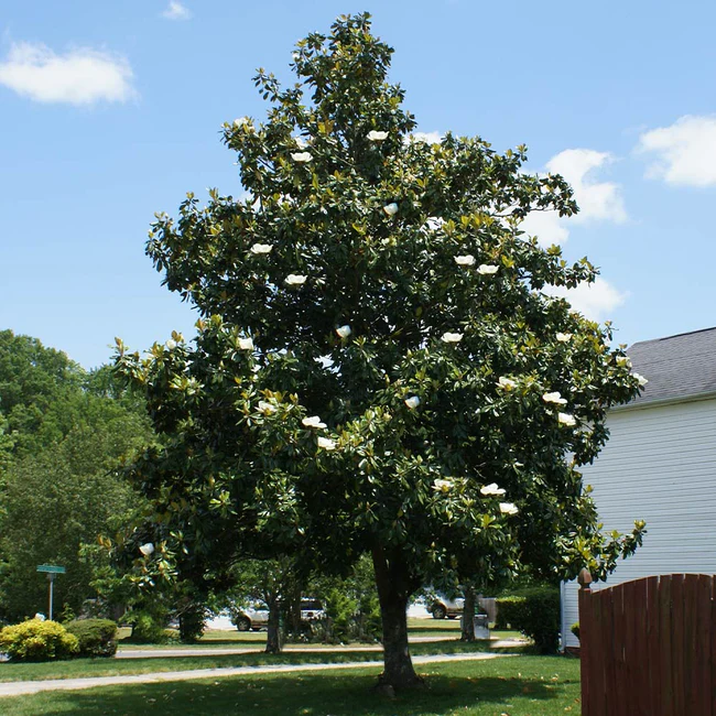 Southern_Magnolia_3_FGT_650x.webp